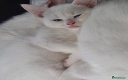 Mixed Breed cats for sale: Beautiful kittens with blue eyes 💙  - Image 2