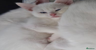 Mixed Breed cats - Advert 14
