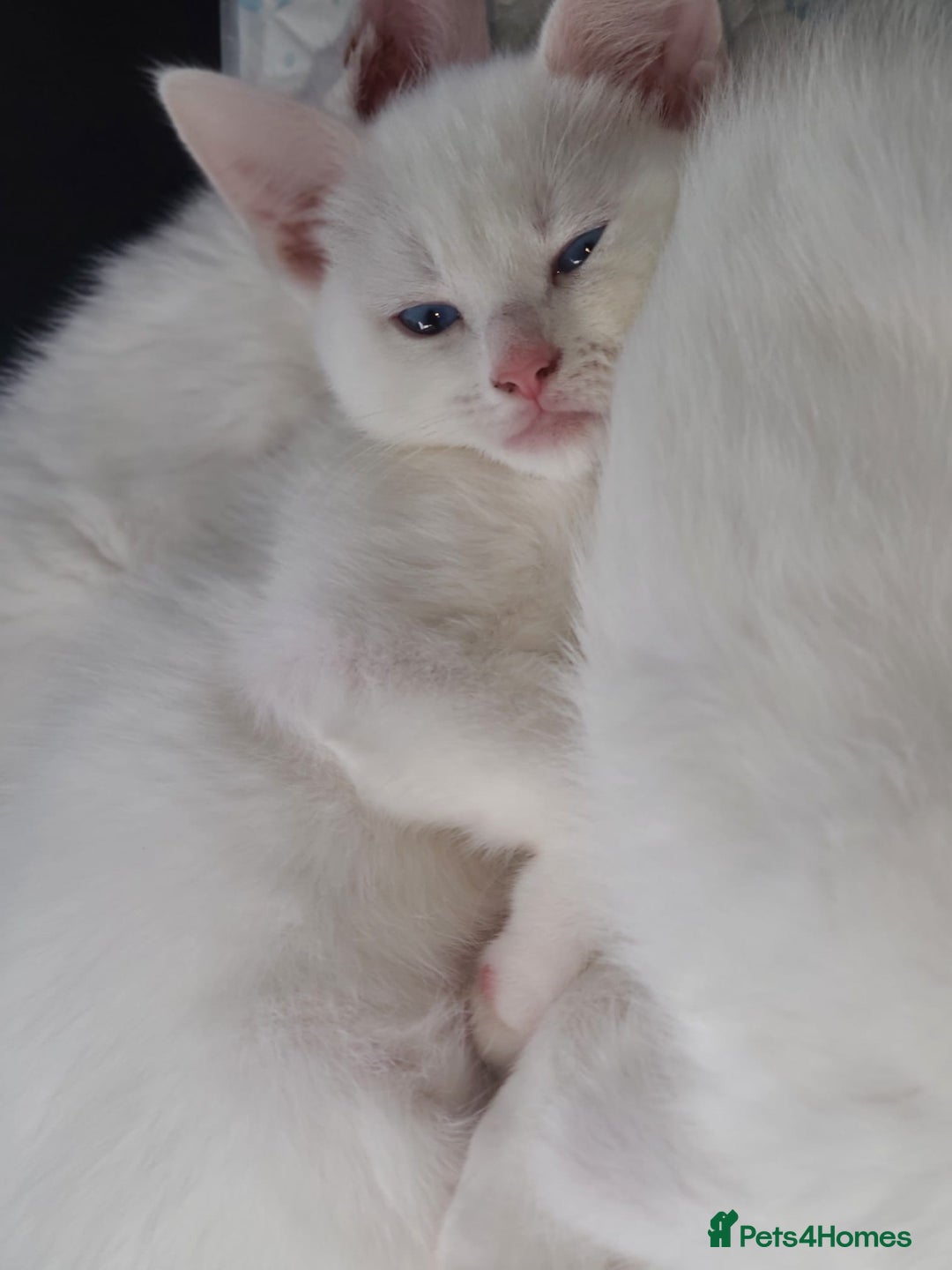 Mixed Breed cats for sale: Beautiful kittens with blue eyes 💙  - Image 2