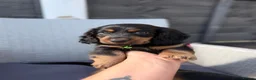 Dachshund dogs for sale: Ready now-1 Outstanding boy available🖤🐶❤️ - Advert 8