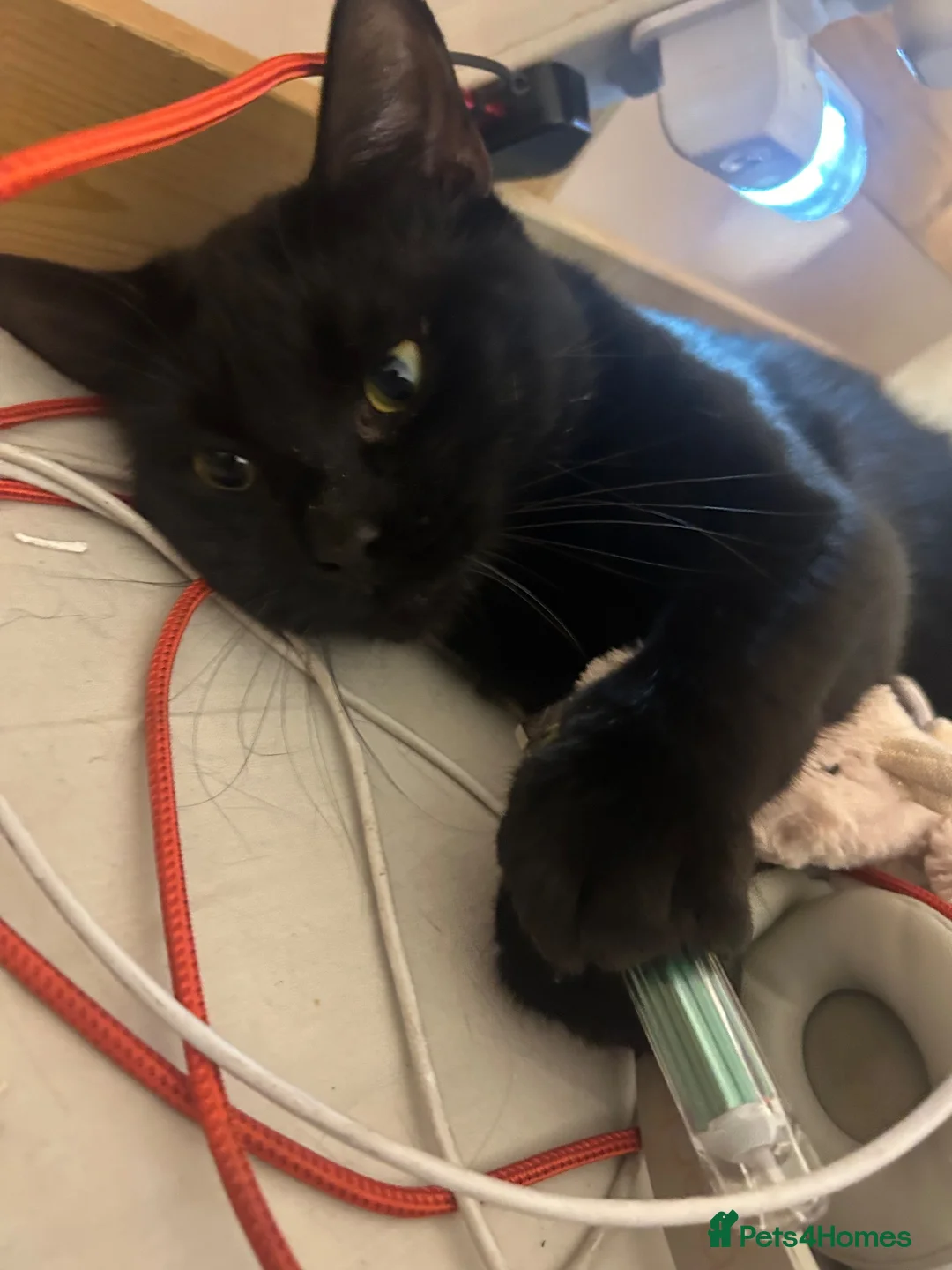 Mixed Breed cats for sale: Axel (Bombay x British Shorthair) in London - Advert 1