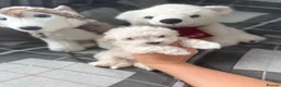 Maltipoo dogs for sale: F1 stunning Asian Maltipoo cream tiny puppies  - Advert 20