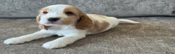 Cocker Spaniel dogs for sale: 🐶100% TRUE SHOW🐶TYPE KC REGISTERD🐶 - Advert 9
