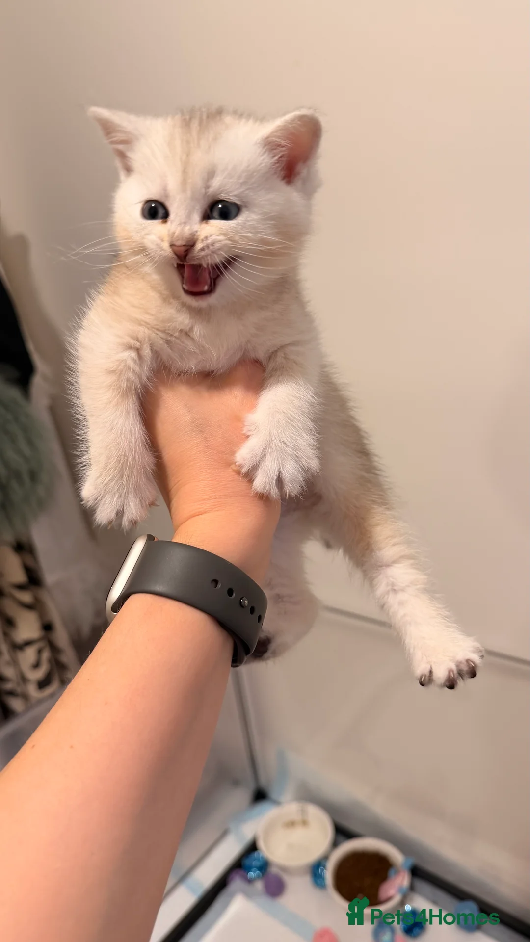 Scottish Fold cats for sale: Scottish fold and straight kittens. - Advert 7