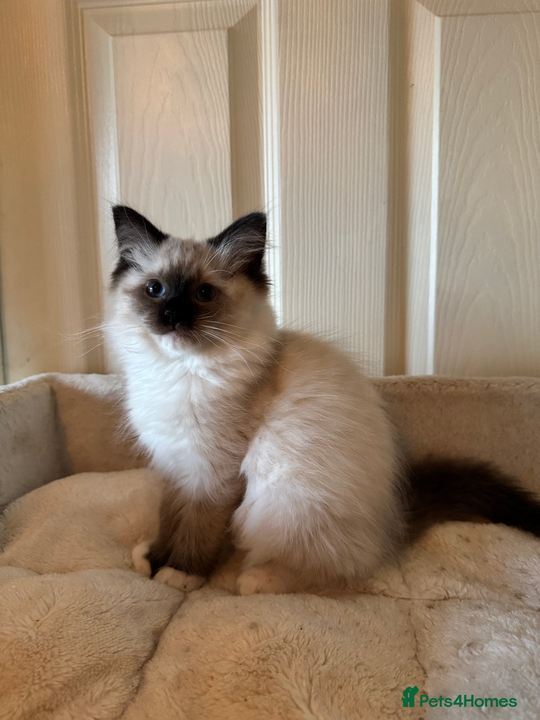 Ragdoll cats for sale: Beautiful Ragdoll kittens - Advert 10