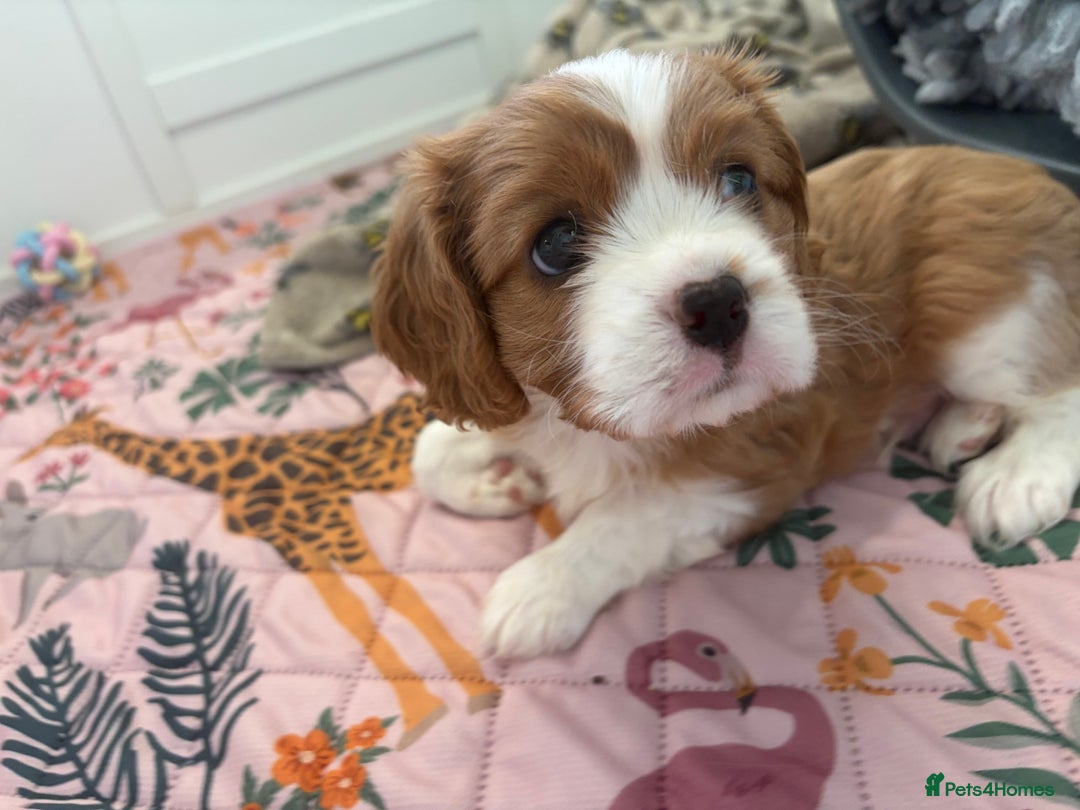 Cavalier King Charles Spaniel dogs for sale: Beautiful Cavalier King Charles Puppies - Advert 8