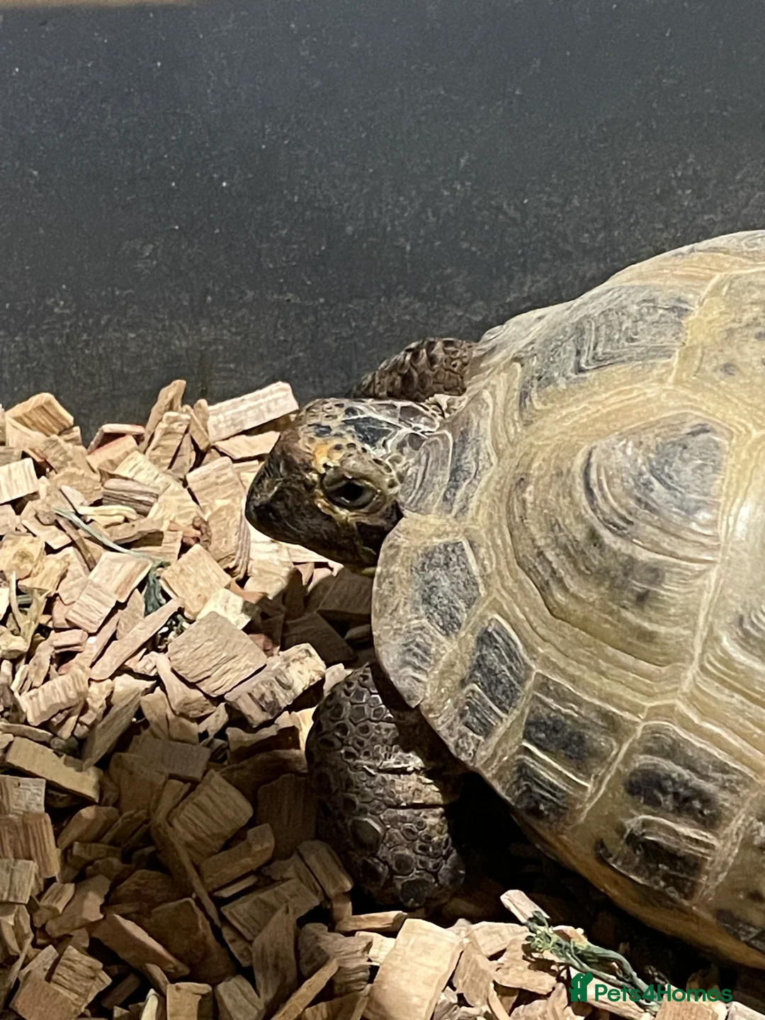 Tortoise reptiles for sale: Bert the horsefield in Preston - Advert 3