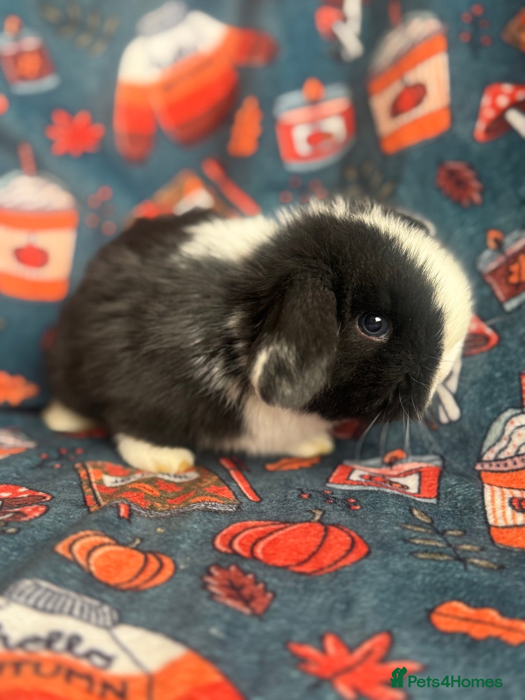 Mini Lop rabbits for sale: Outstanding mini lop litter - Advert 10