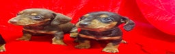 Miniature Dachshund dogs for sale: Miniature dachshunds - Advert 1