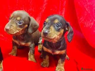 Miniature Dachshund dogs Miniature dachshunds - Advert 1