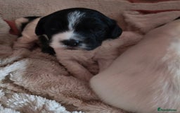 Mixed Breed dogs for sale: Gorgeous Cocker Bassett x Shichon pups  - Image 13