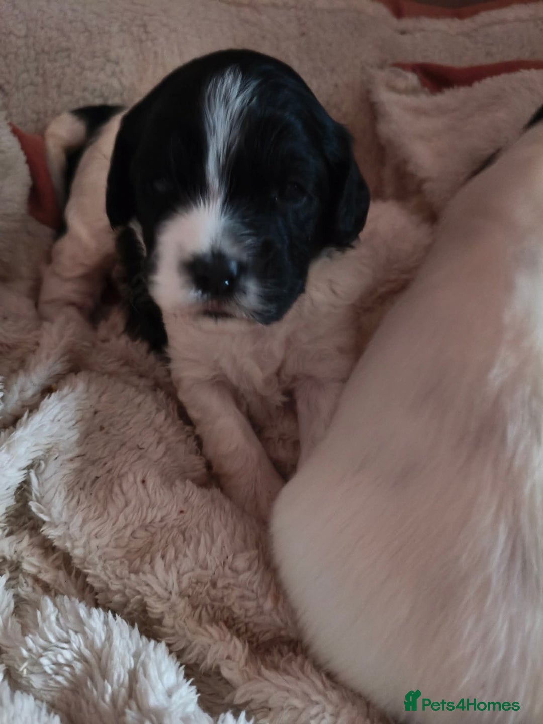 Mixed Breed dogs for sale: Gorgeous Cocker Bassett x Shichon pups  - Image 13