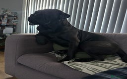 Cane Corso dogs for stud: Cane corso Rico Thor ready to stud in Bedford - Image 9