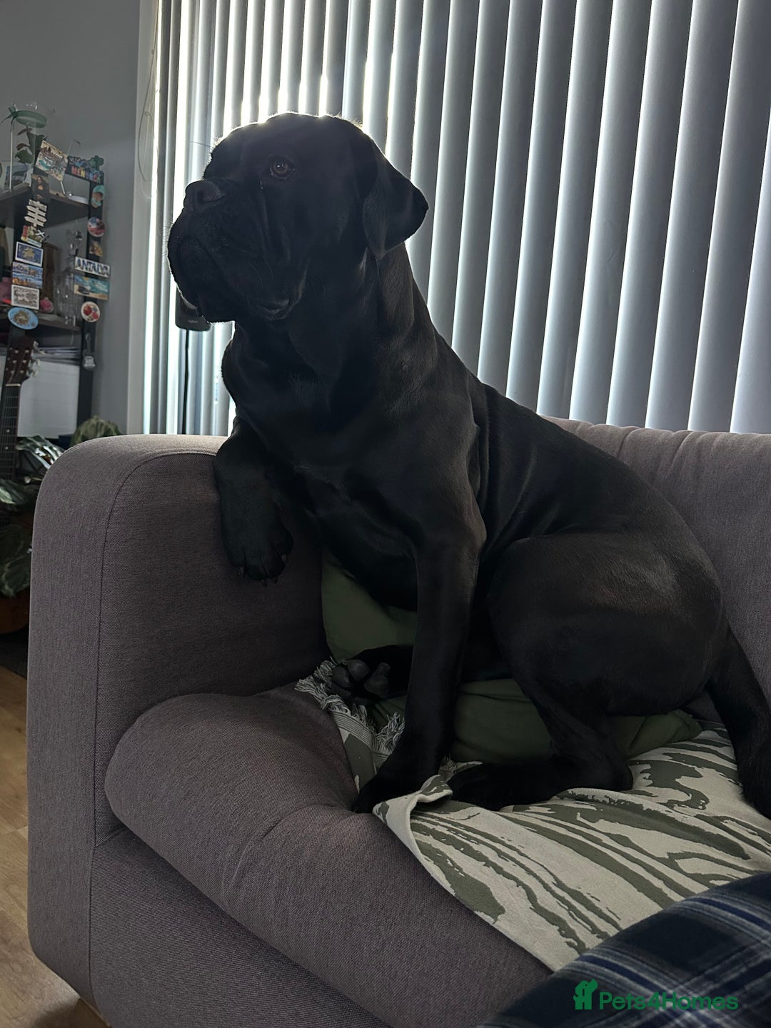 Cane Corso dogs for stud: Cane corso Rico Thor ready to stud in Bedford - Image 9