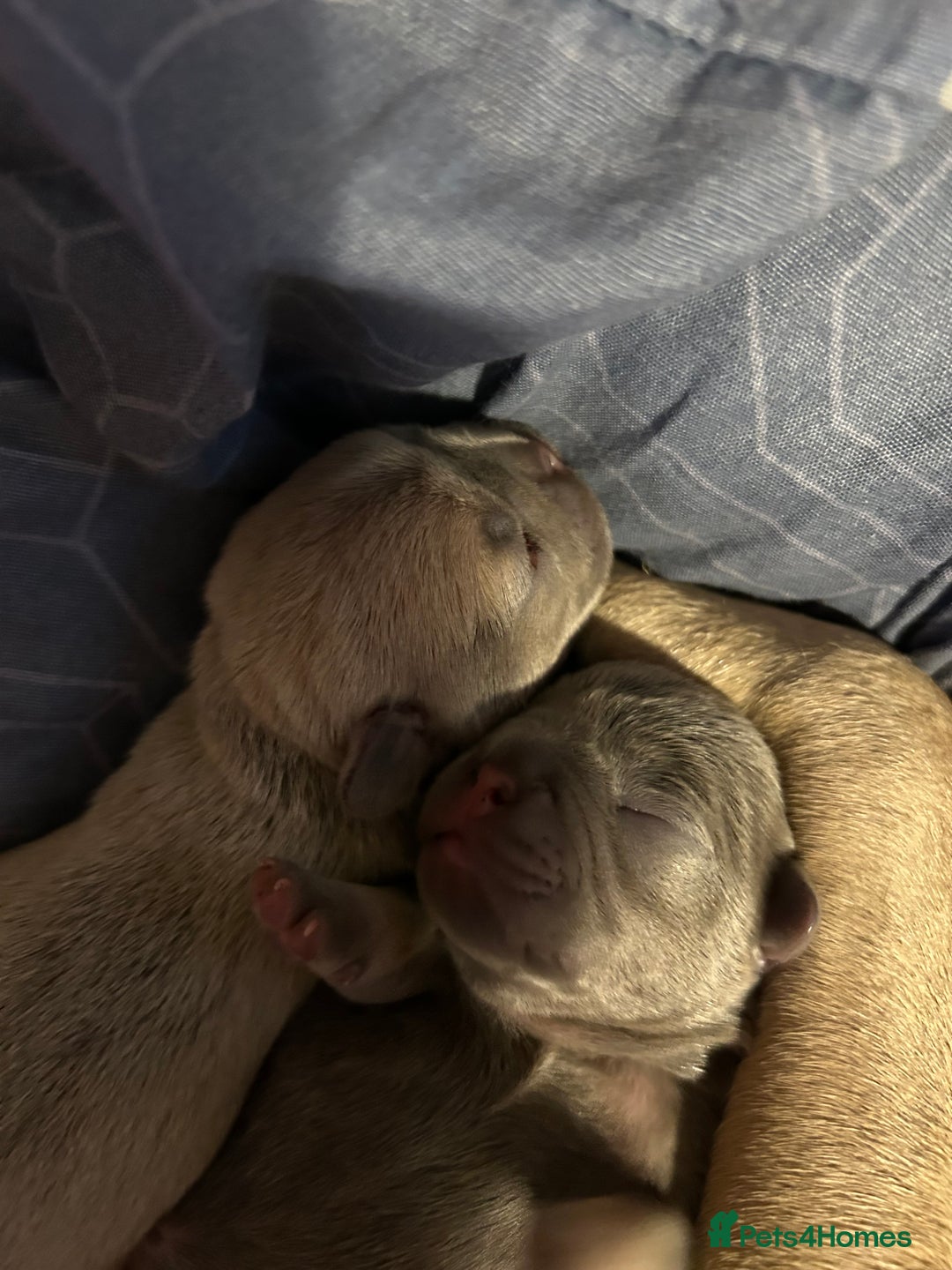 French Bulldog dogs for sale: Lilac French bulldog puppies  - Advert 6