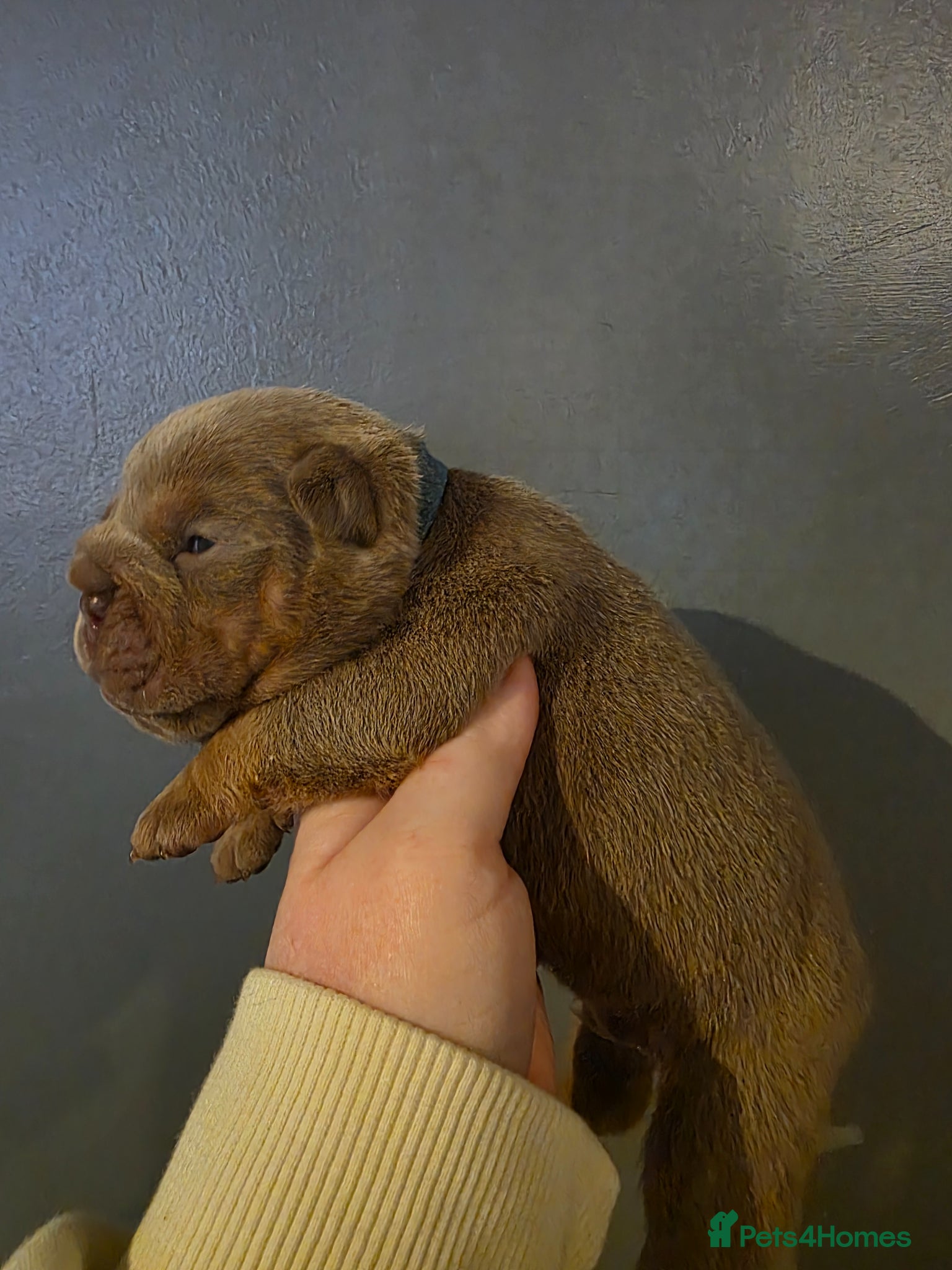 English Bulldog dogs Kc british bulldog pups - Advert 18