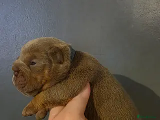 English Bulldog dogs Kc british bulldog pups - Advert 18