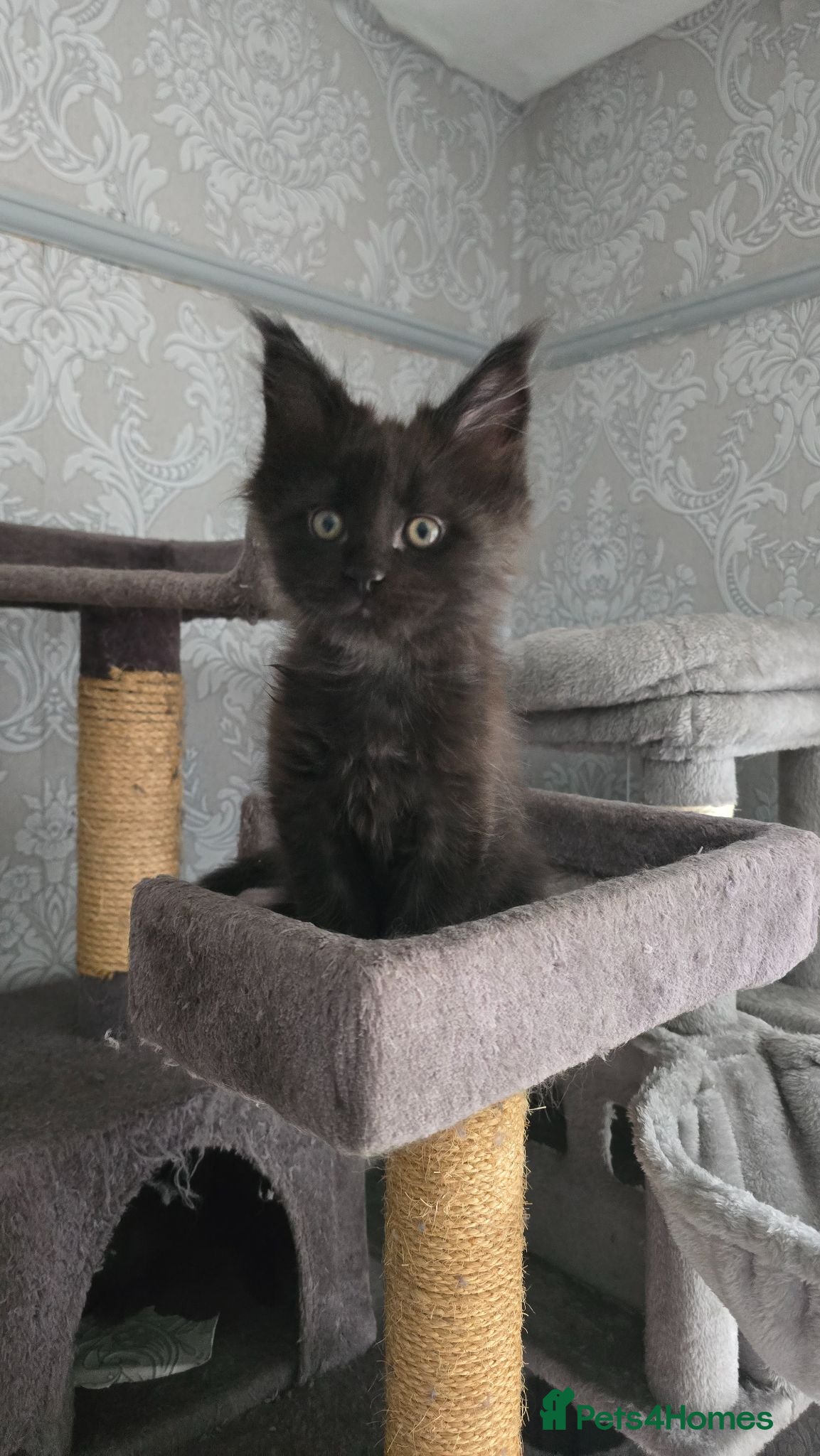 Maine Coon cats 🌹 Stunning Maine Coon Babies ♥️ - Advert 2
