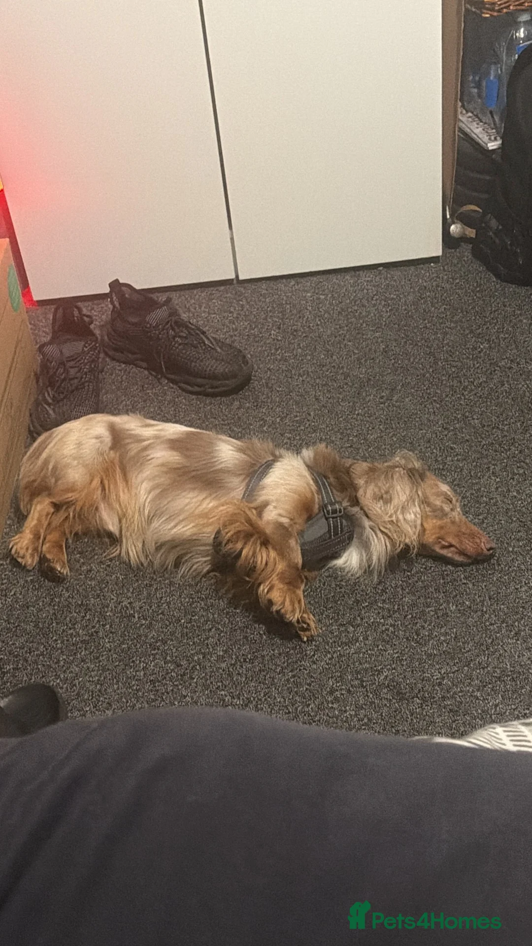 Miniature Dachshund dogs for sale: Mini Dachshund needs home ASAP - Advert 4