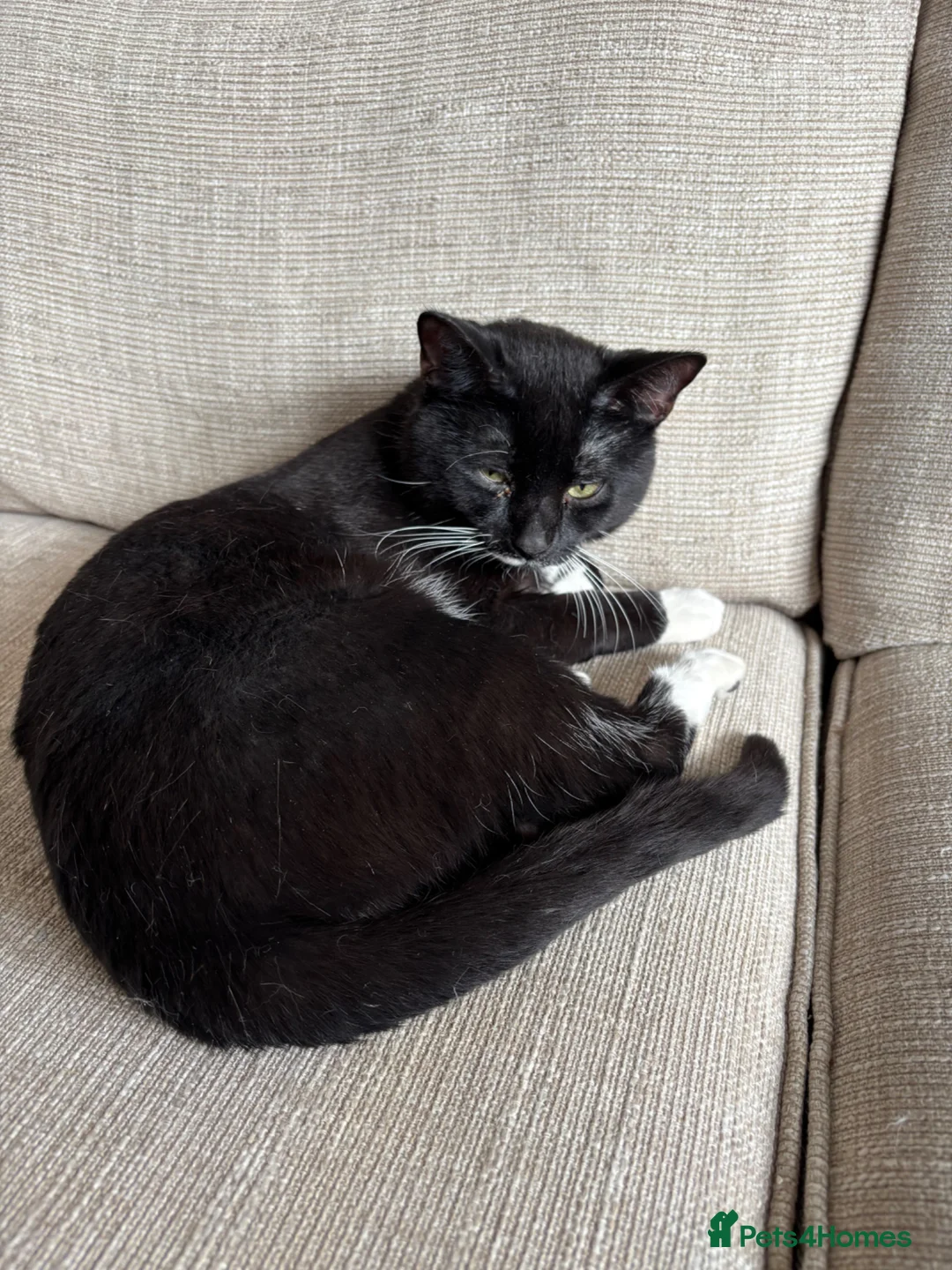 Mixed Breed cats for sale: Friendly tuxedo cat needs loving home - Advert 1