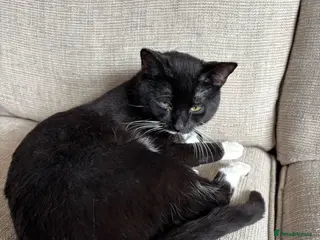 Mixed Breed cats Friendly tuxedo cat needs loving home - Advert 2