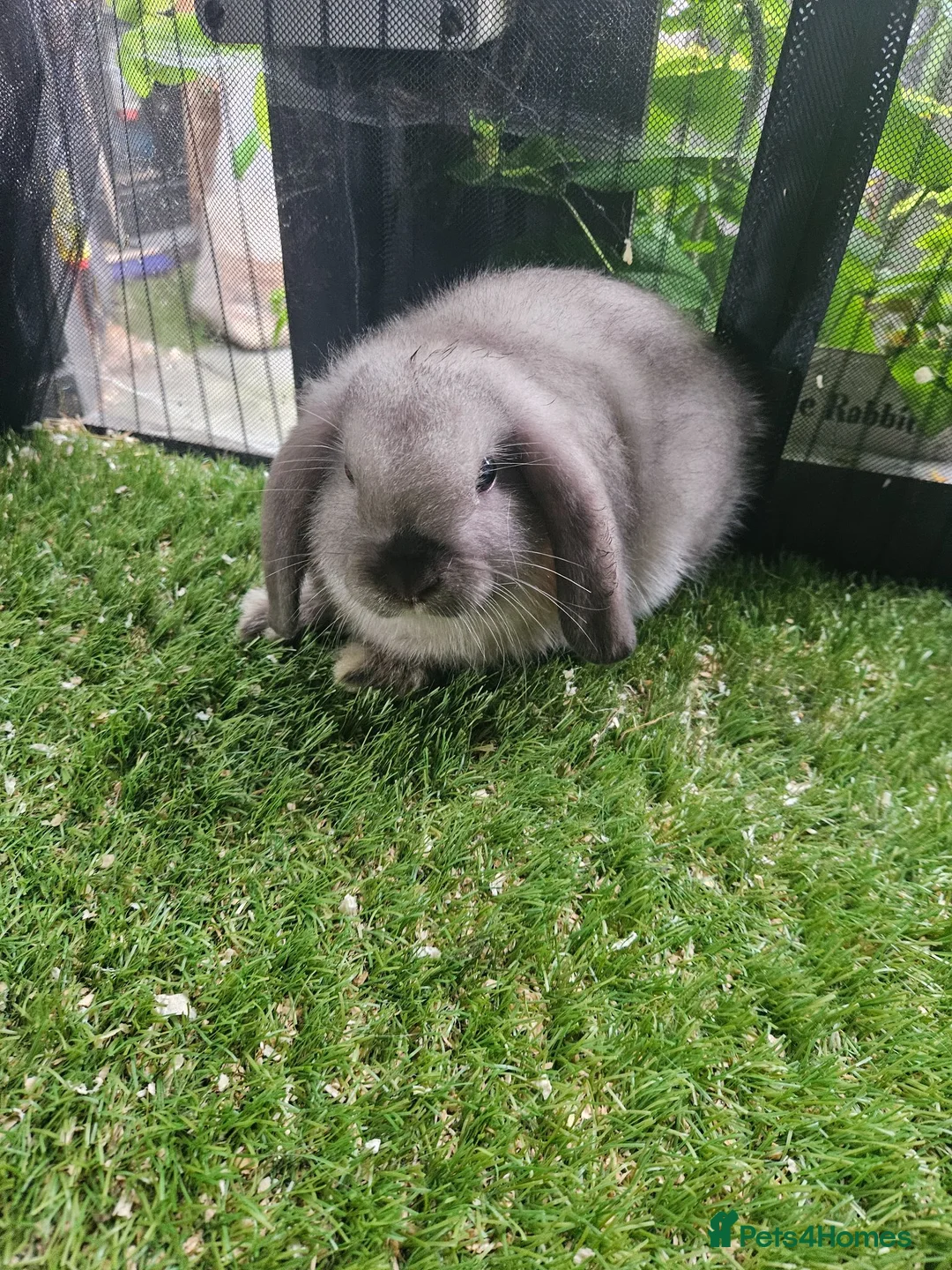 Mini Lop rabbits for sale: Seal point mini lop and lion lop baby rabbits - Advert 5