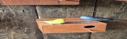 Mixed Breed birds for sale: Birds  - Advert 24