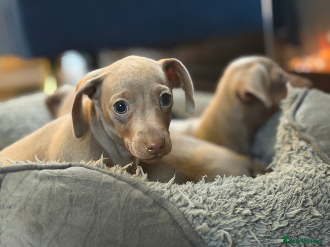 Mixed Breed dogs for sale: Isabella puppies  - Advert 4