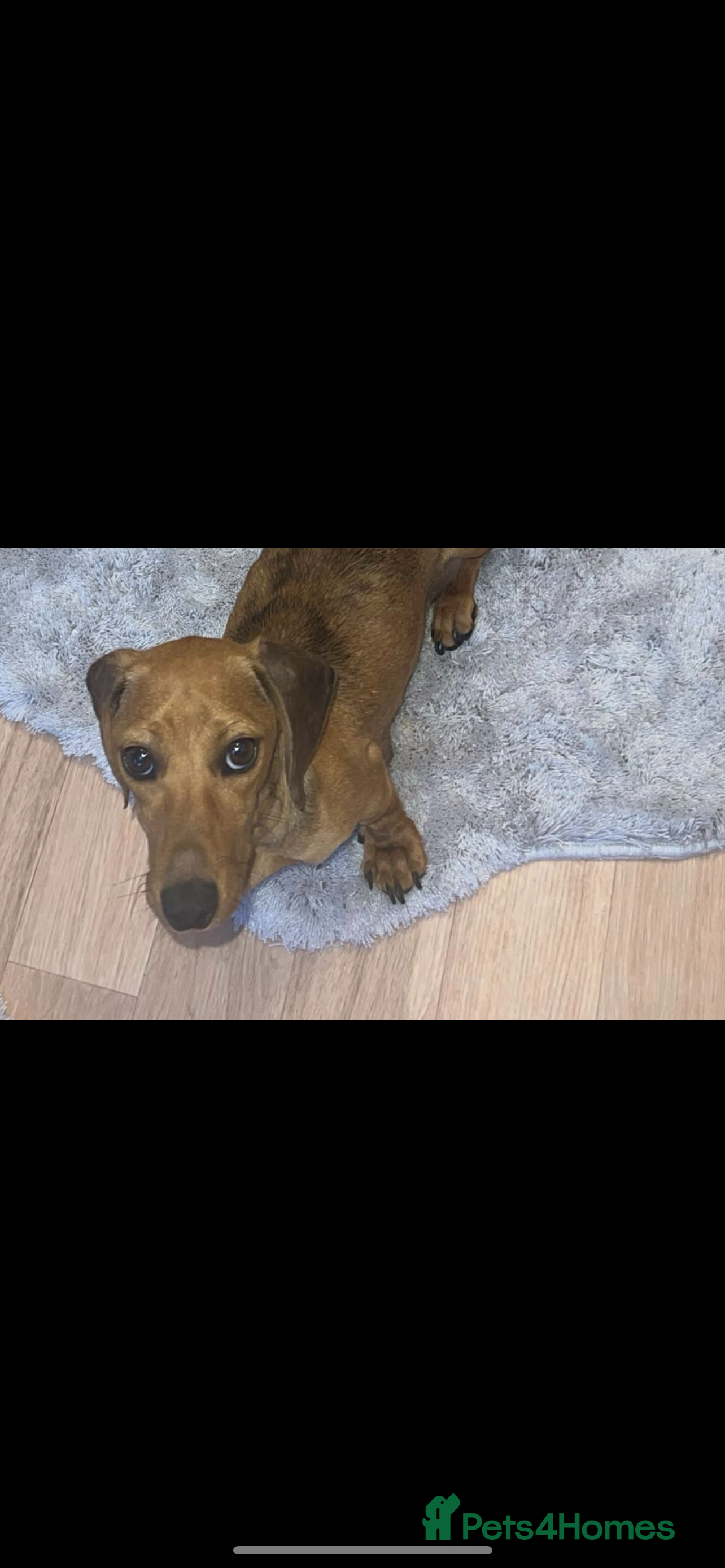Dachshund dogs Tinkerbell & Chocolate’s Little sweethearts  - Advert 3