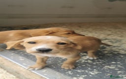 Mixed Breed dogs for sale: Beautiful litter of f1 setterdors  - Image 6