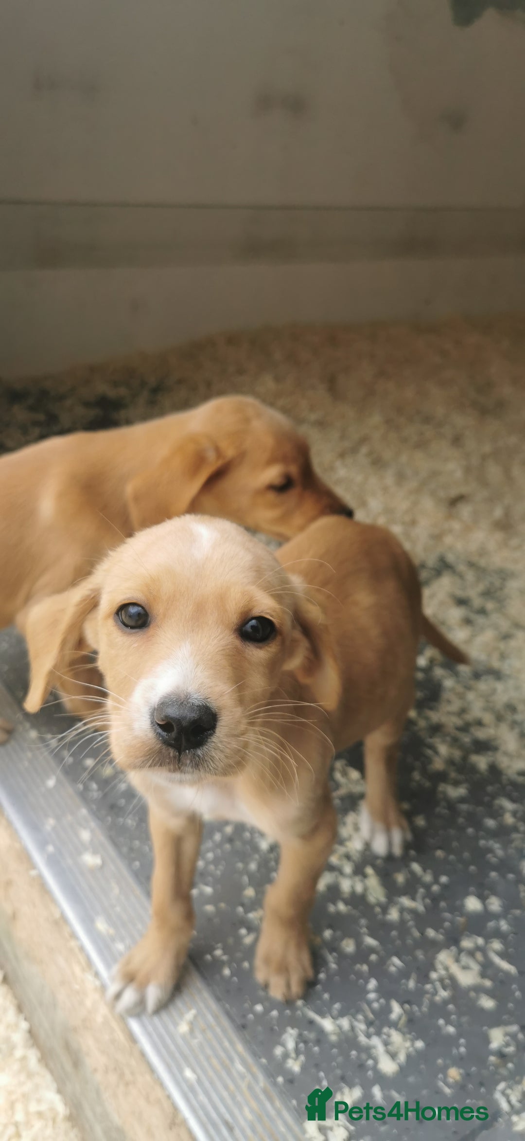 Mixed Breed dogs for sale: Beautiful litter of f1 setterdors  - Image 6