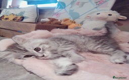 Scottish Fold cats for sale: Two cutie Scottish straights for sale - Image 4