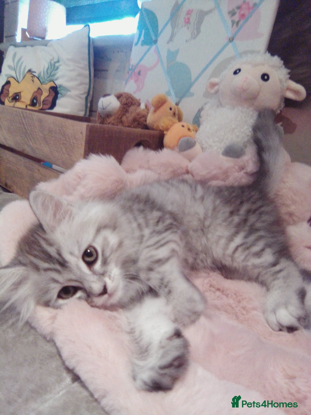 Scottish Fold cats for sale: Two cutie Scottish straights for sale - Image 4