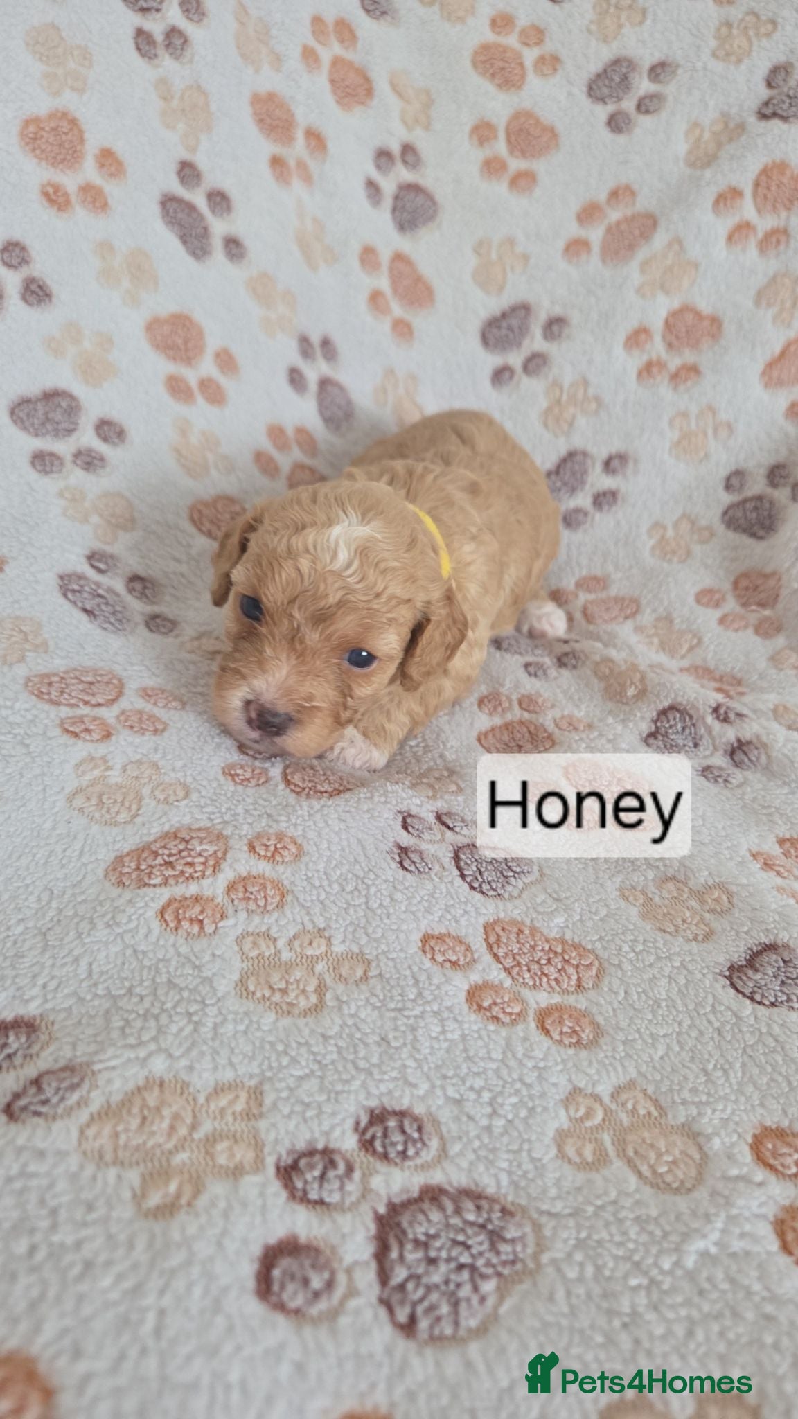 Mixed Breed dogs Beautiful cavachon x cockapoo puppies for sale - Advert 4