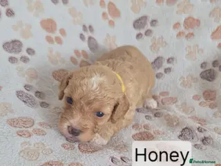 Mixed Breed dogs Beautiful cavachon x cockapoo puppies for sale - Advert 4