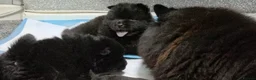 Chow Chow dogs for sale: Kc chow chow - Advert 6