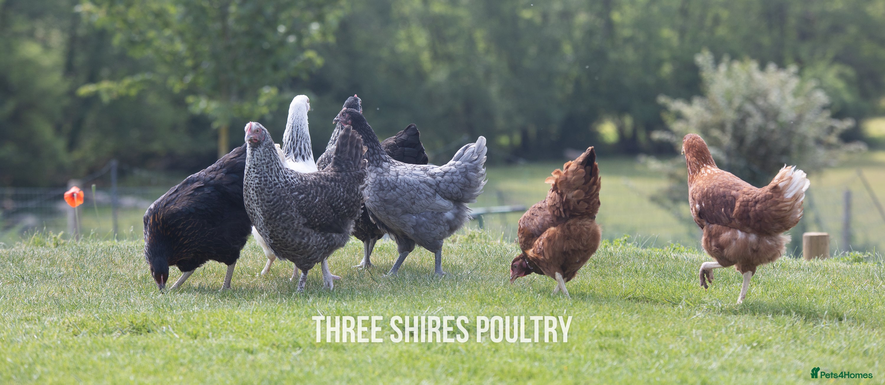 Chickens poultry Hybrids Point of Lay  - Advert 4