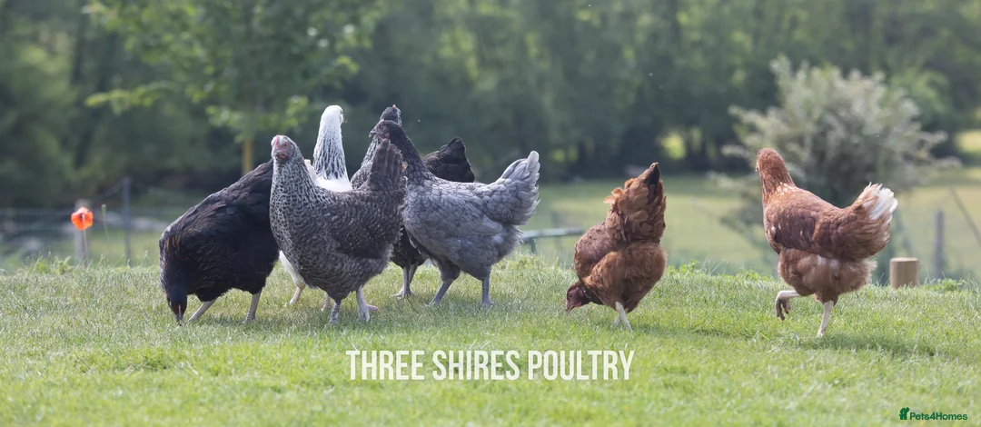 Chickens poultry for sale: Hybrids Point of Lay  - Advert 1