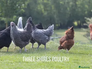 Chickens poultry Hybrids Point of Lay - Advert 5