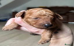 Toy Poodle dogs for sale: Red & black toy poodles  - Image 1