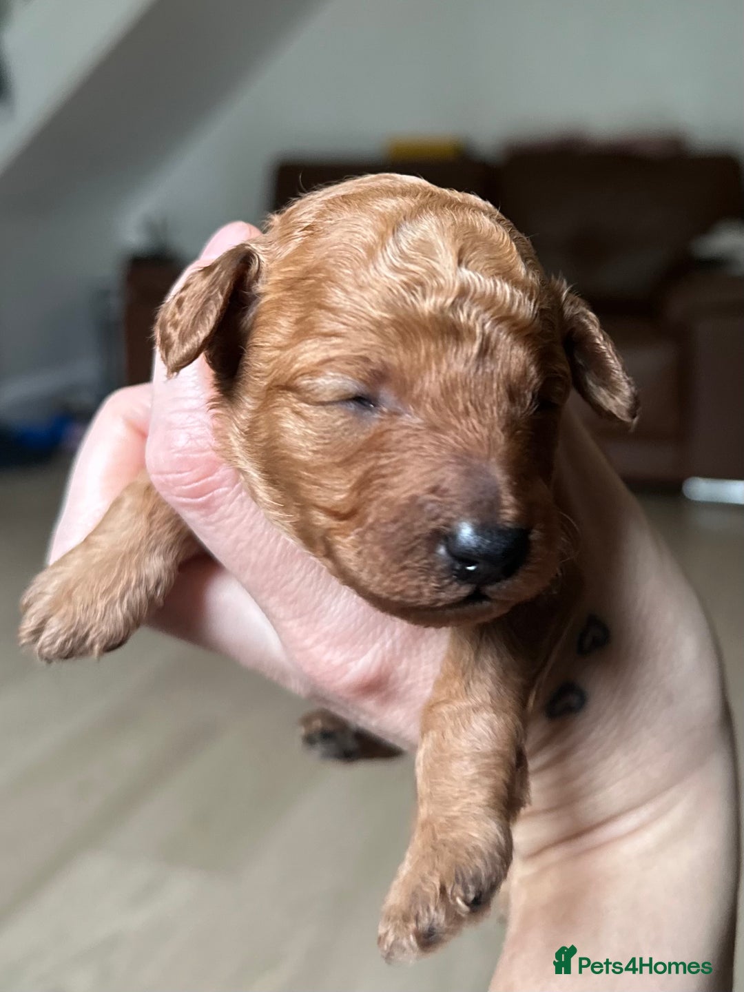 Toy Poodle dogs for sale: Red & black toy poodles  - Image 1