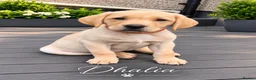 Labrador Retriever dogs for sale: Last 2 KC Registered Black Labradors – Ready Now - Advert 23