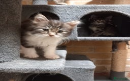 Maine Coon cats for sale: Beautiful maine coon/ full bengal kittens - Image 4