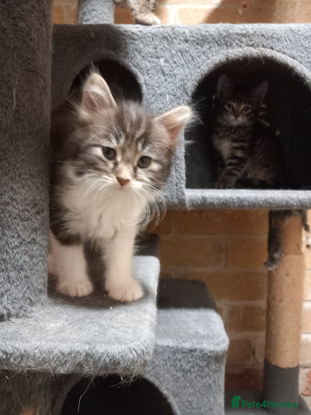 Maine Coon cats for sale: Beautiful maine coon/ full bengal kittens - Image 4