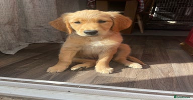 Golden Retriever dogs - Advert 2