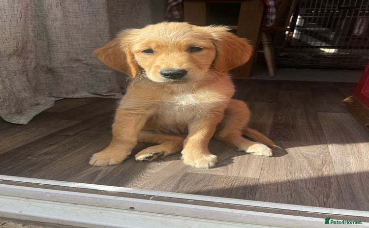 Golden Retriever dogs - Advert 1