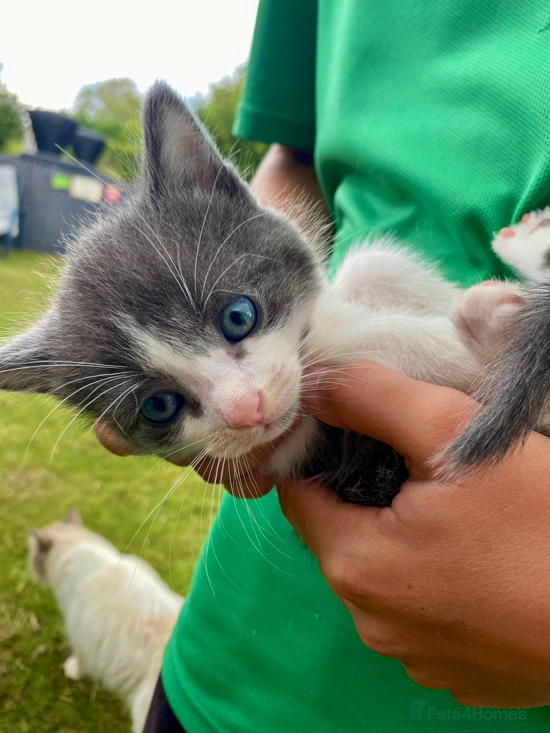 Ragdoll cats for sale: Ragdoll cross kittens  - Image 9