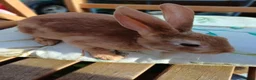 Rex rabbits for sale: Gorgeous harlequin marked mini rex girls - Advert 3