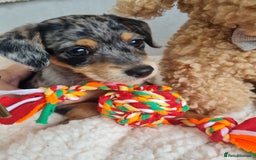 Chipoo dogs for sale: 4  Stunning chipoo puppies  - Image 11
