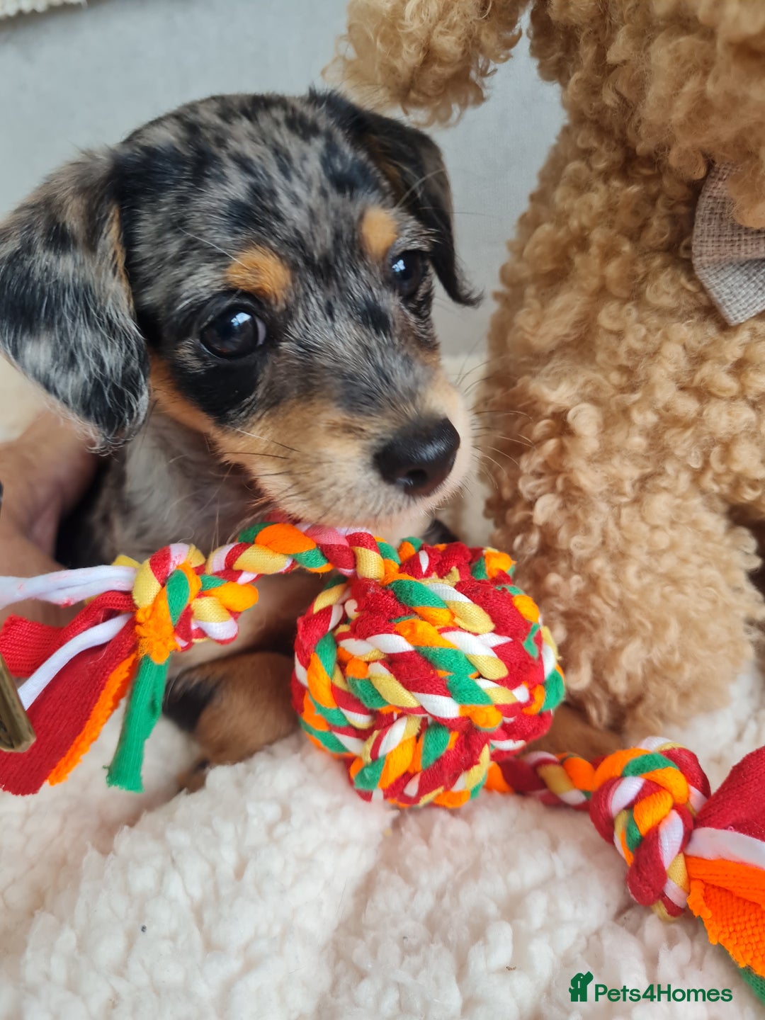 Chipoo dogs for sale: 4  Stunning chipoo puppies  - Image 11